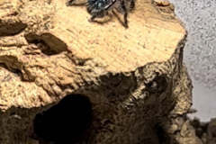 Typhochlaena seladonia