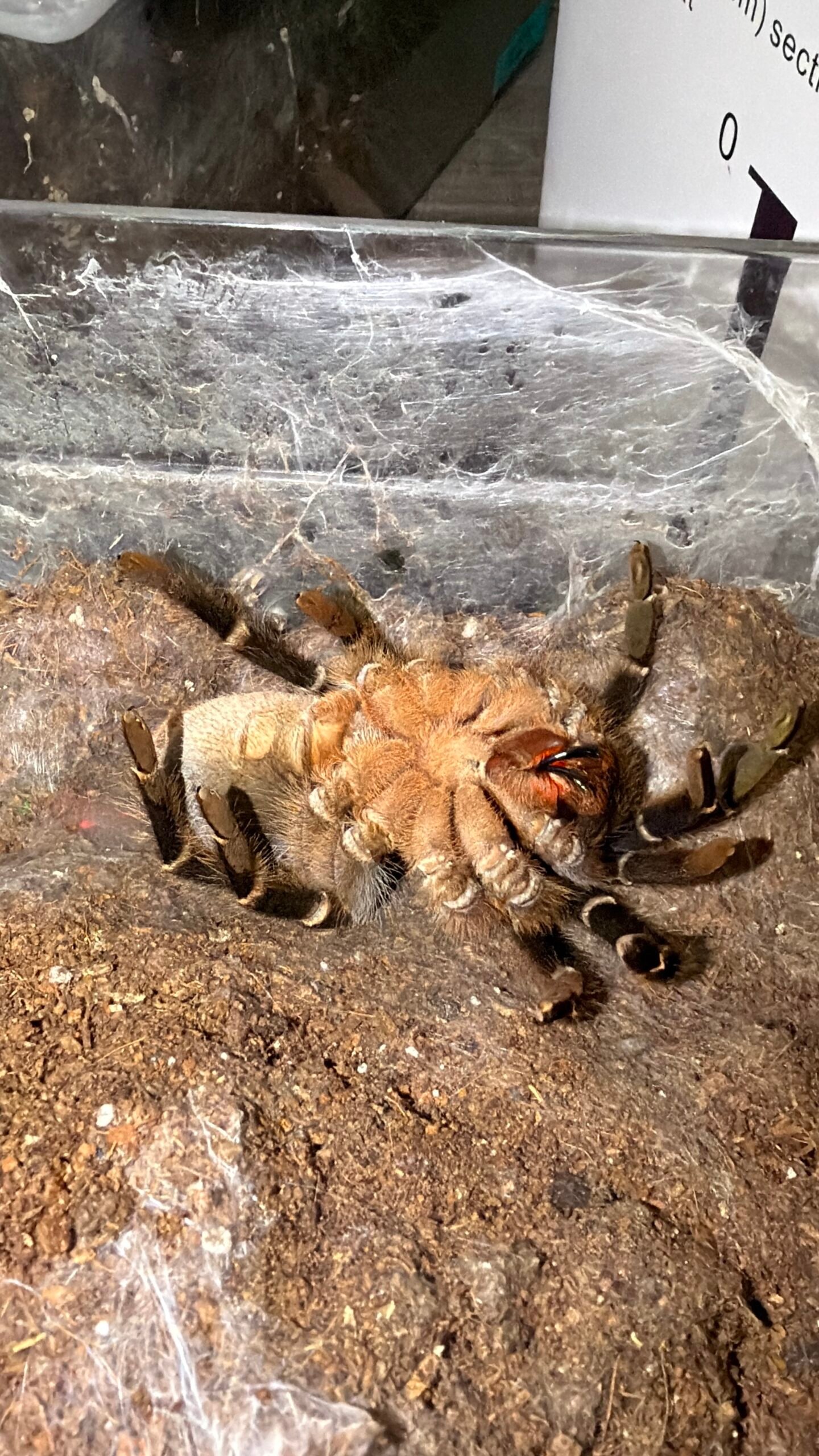 Aphonopelma-seemanni-molting